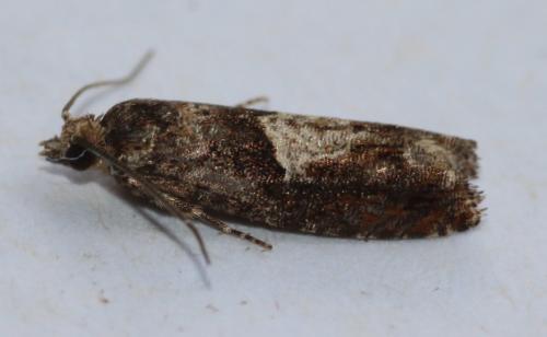 Réf. 254 811 : Epinotia immundana